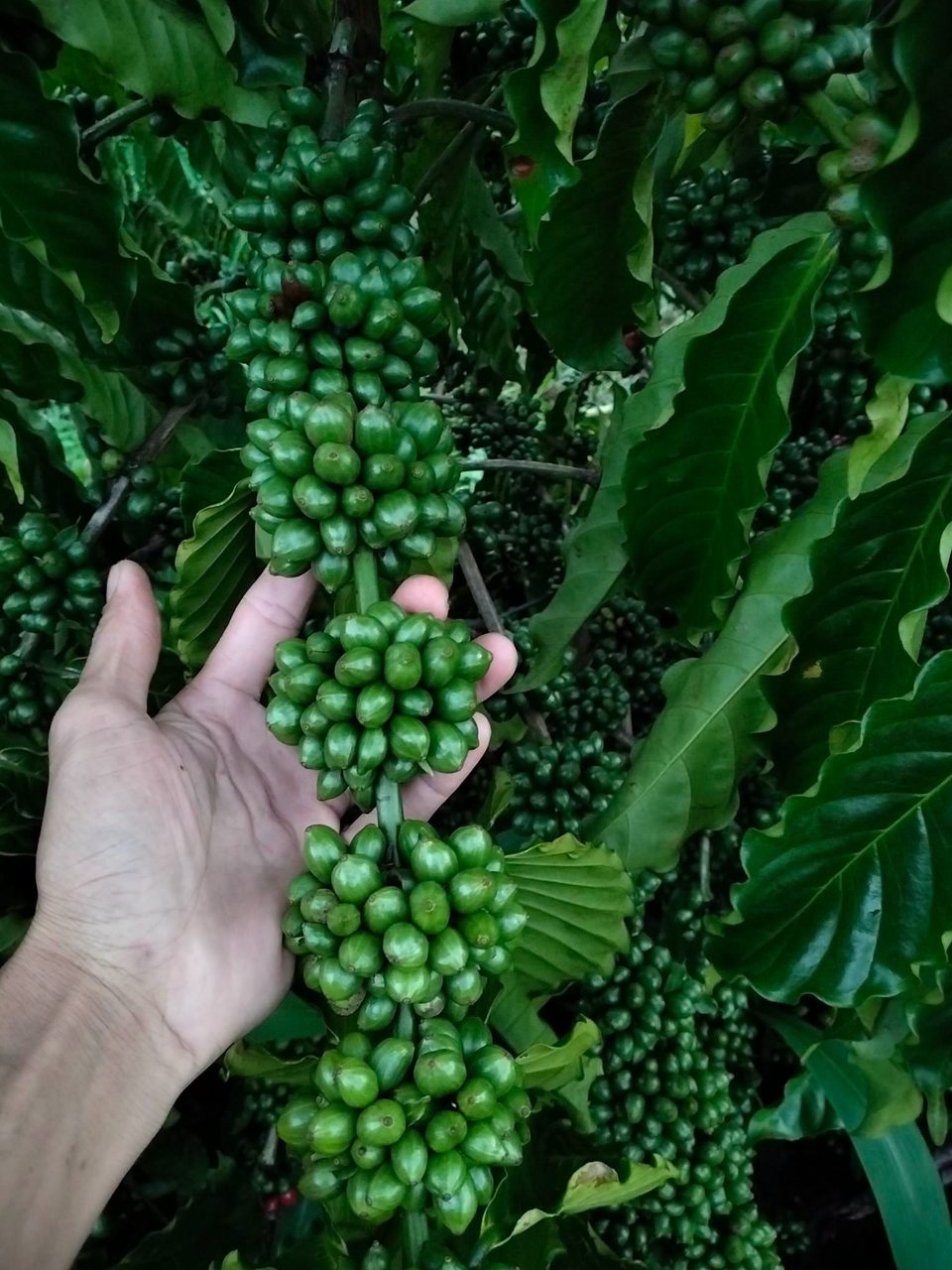 Vườn cà phê được bón phân đúng giai đoạn cho trái sai