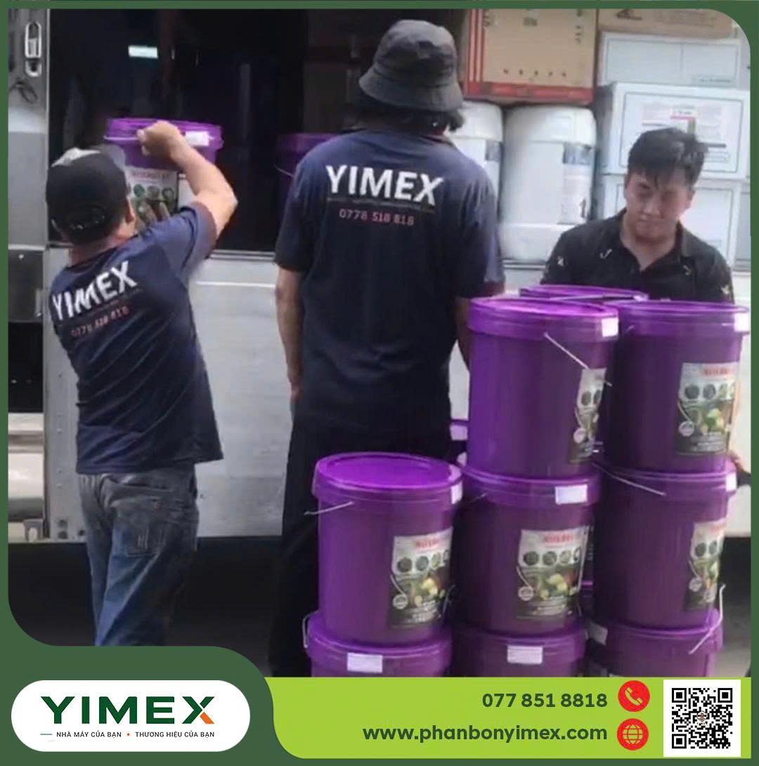 Combo phân bón cà phê theo giai đoạn phục hồi làm bông nuôi trái nhãn riêng