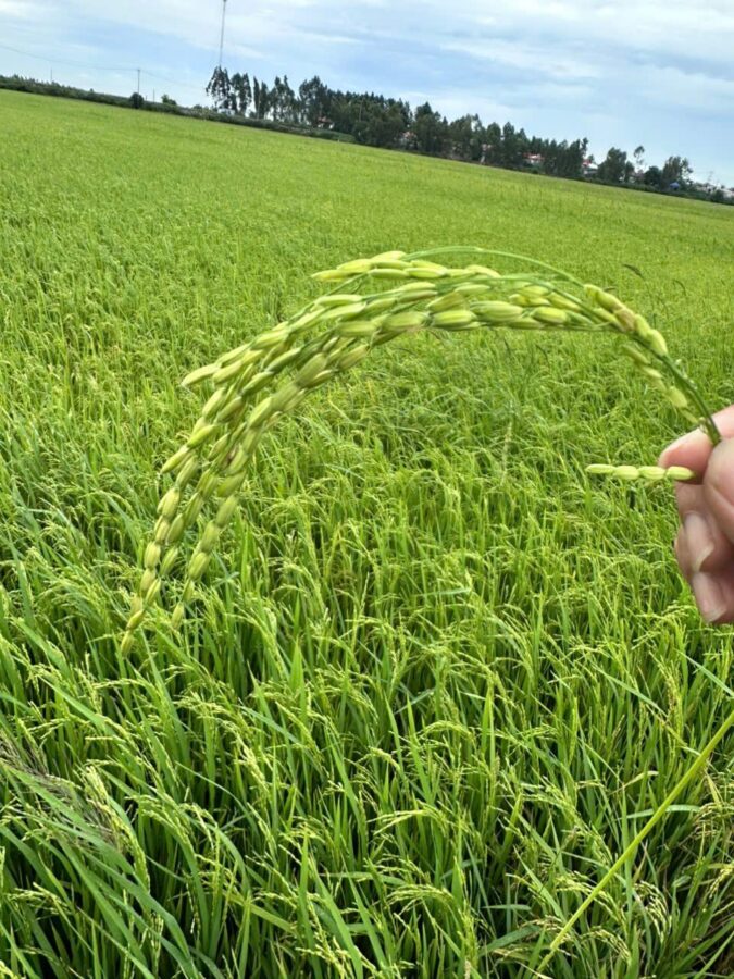 Ruộng lúa xanh giai đoạn làm đòng nuôi hạt - phân bón cho cây lúa theo giai đoạn