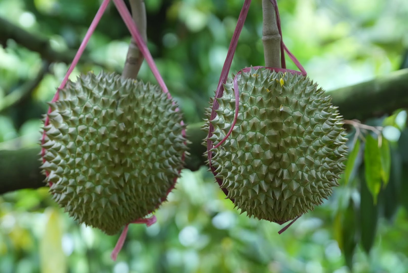 thời điểm bón kali chốt cơm sầu riêng theo tuổi trái