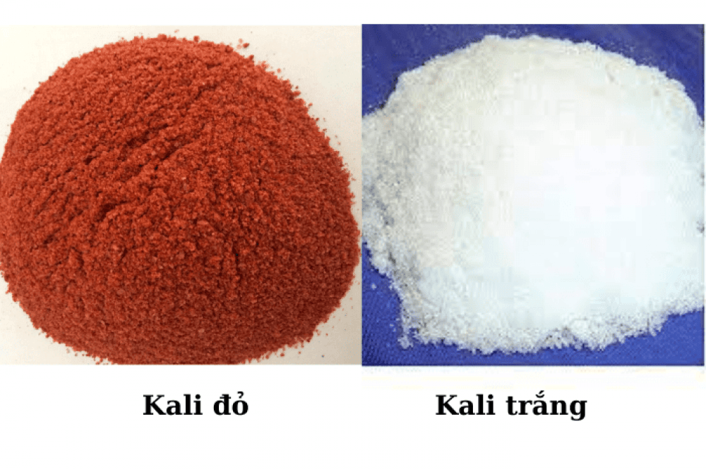 so sánh kali đỏ (kali clorua) và kali trắng (kali sunphat) cho sầu riêng