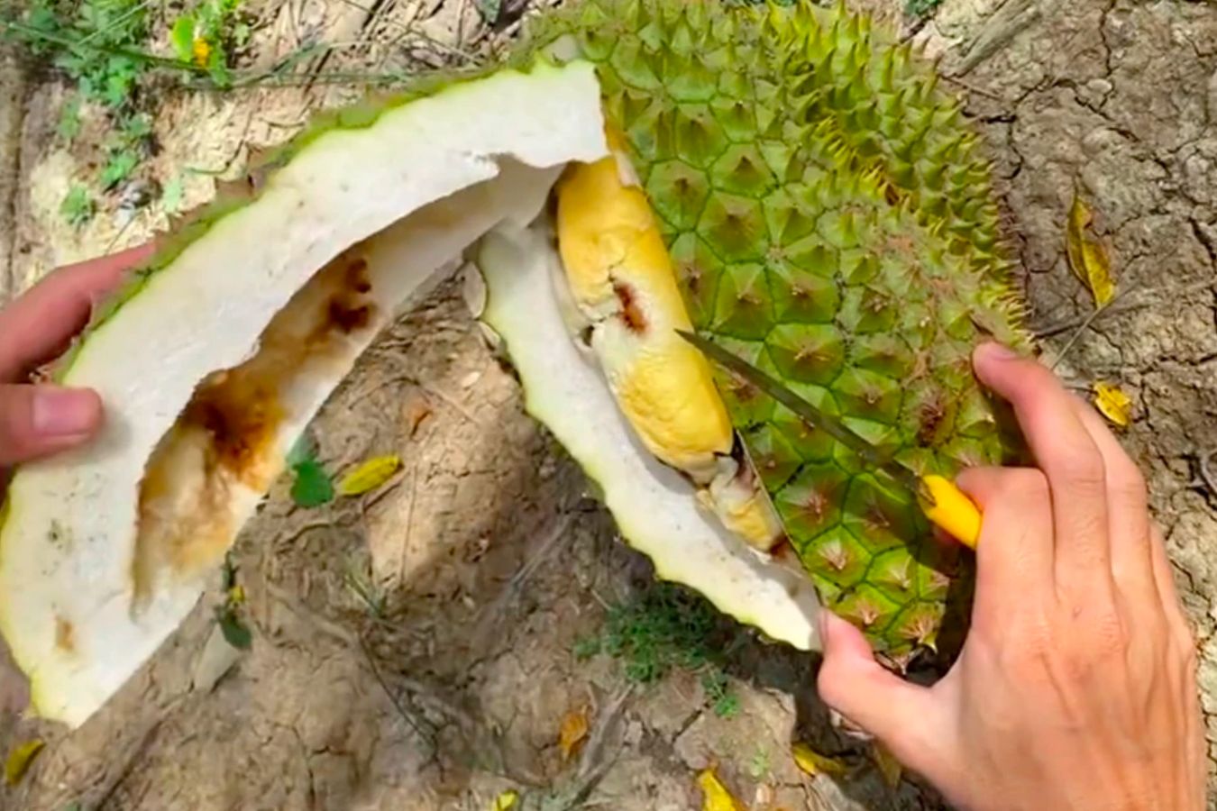 Sầu riêng không lên cơm: múi cơm mỏng, sượng, nhạt màu
