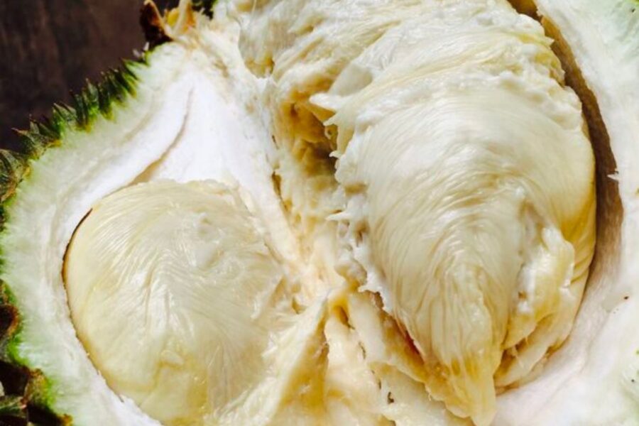 nguyên nhân sầu riêng bị sượng cơm