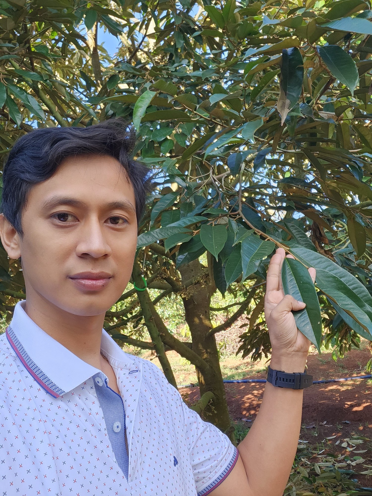 Nguyễn Đức Tốt bới gốc kiểm tra rễ tơ tại vườn sầu riêng