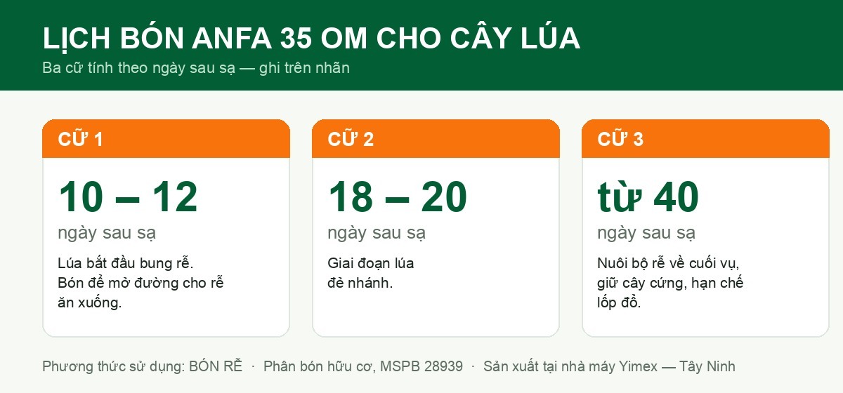 Lịch bón ANFA 35 OM cho cây lúa ba cữ theo ngày sau sạ kích đẻ nhánh lúa