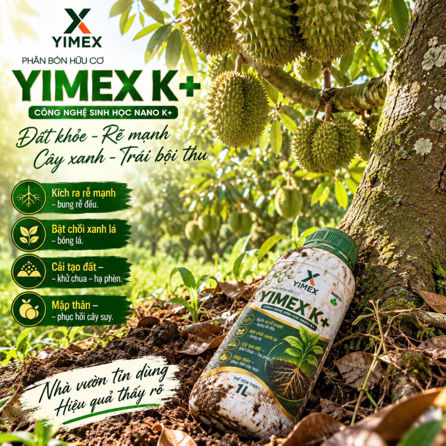 Phân bón hữu cơ YIMEX K+ cải tạo đất, kích rễ cho vườn sầu riêng bị thối rễ