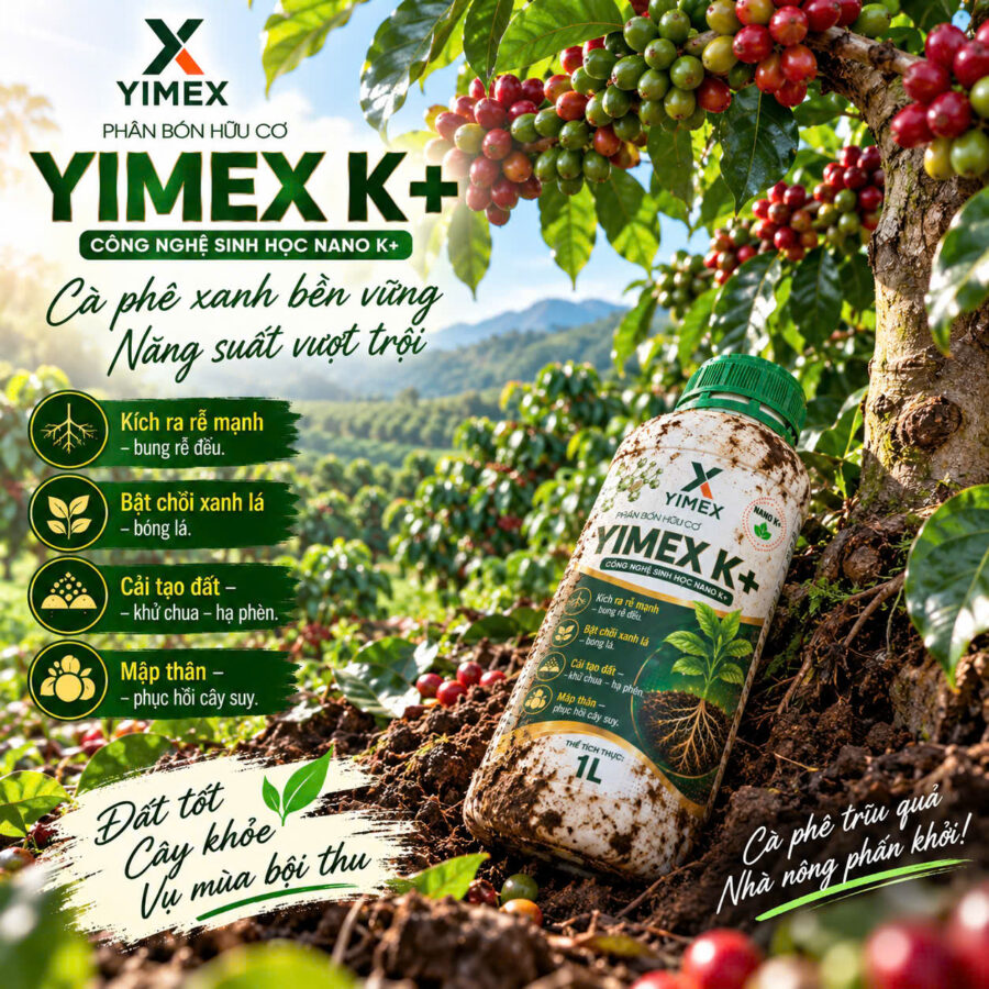 YIMEX K+ phục hồi bộ rễ và cải tạo đất cho vườn cà phê sau thu hoạch