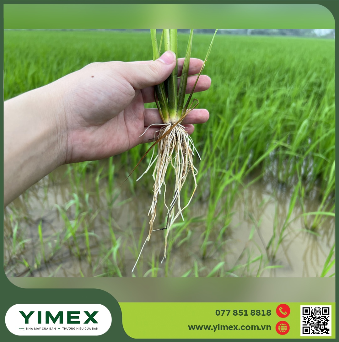 Bụi lúa giai đoạn đẻ nhánh được nhổ lên cho thấy bộ rễ trắng khoẻ