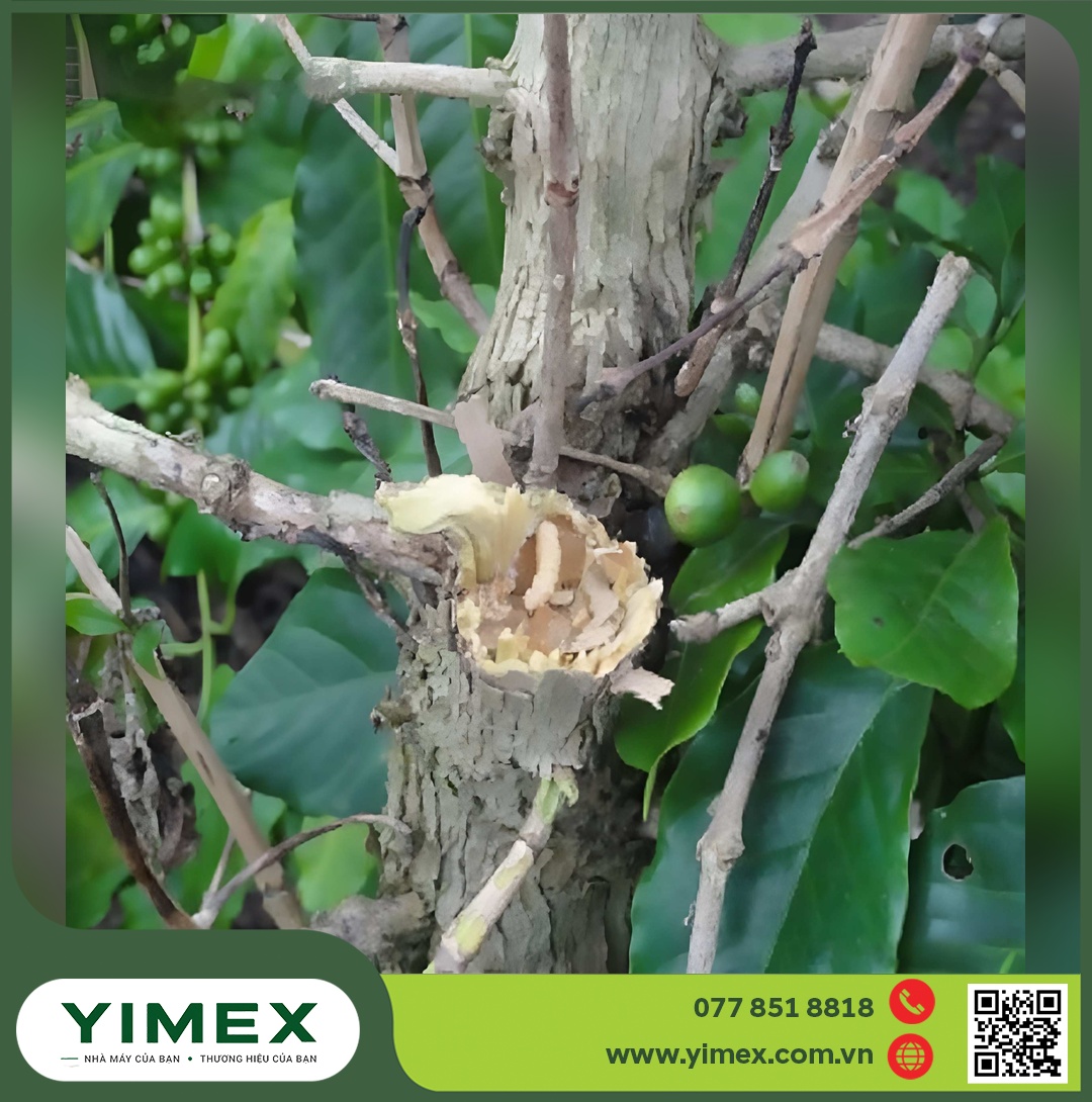 Cành cà phê cắt ra kiểm tra phần gỗ bên trong