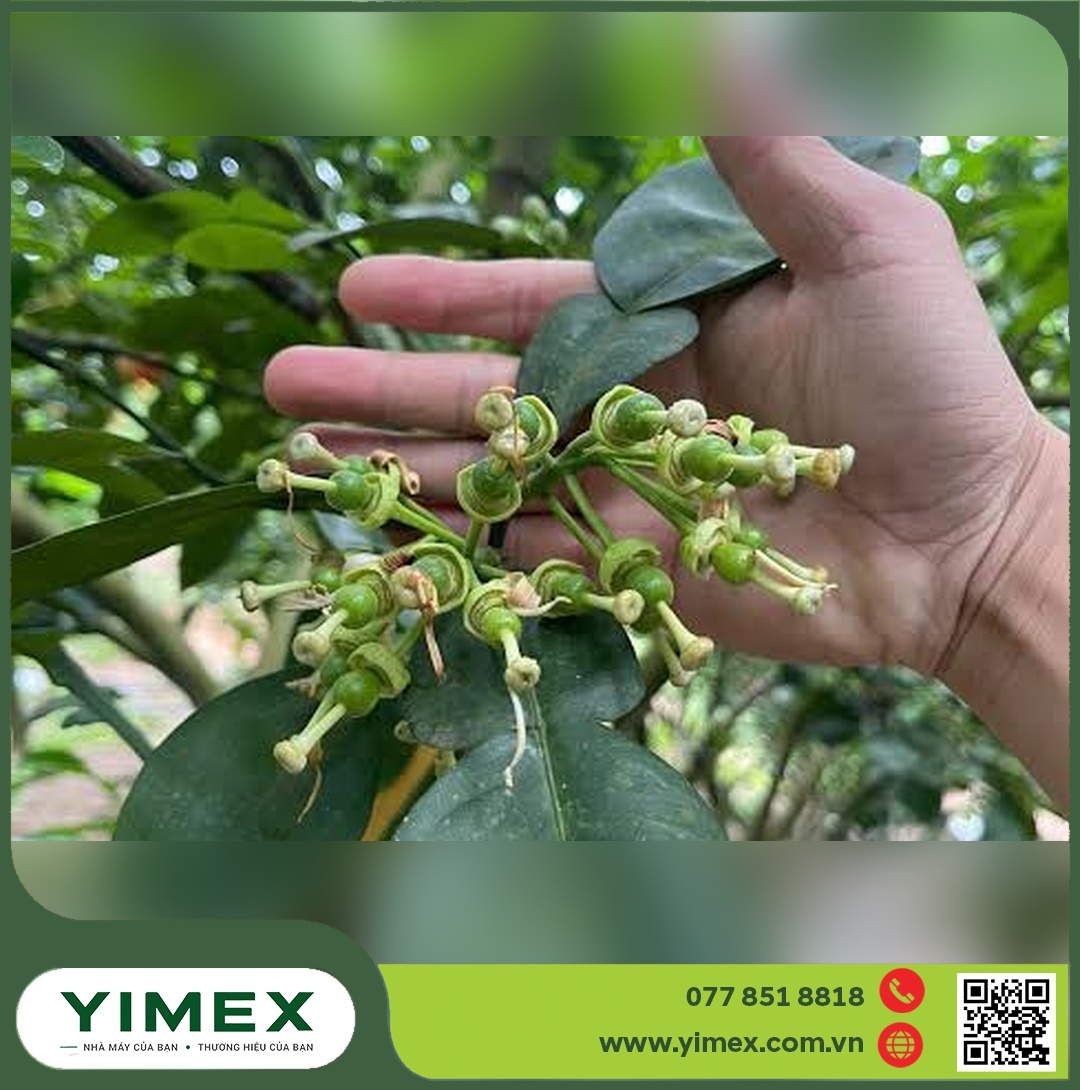 Chùm bưởi non vừa đậu trái trên cành, cánh hoa còn sót lại