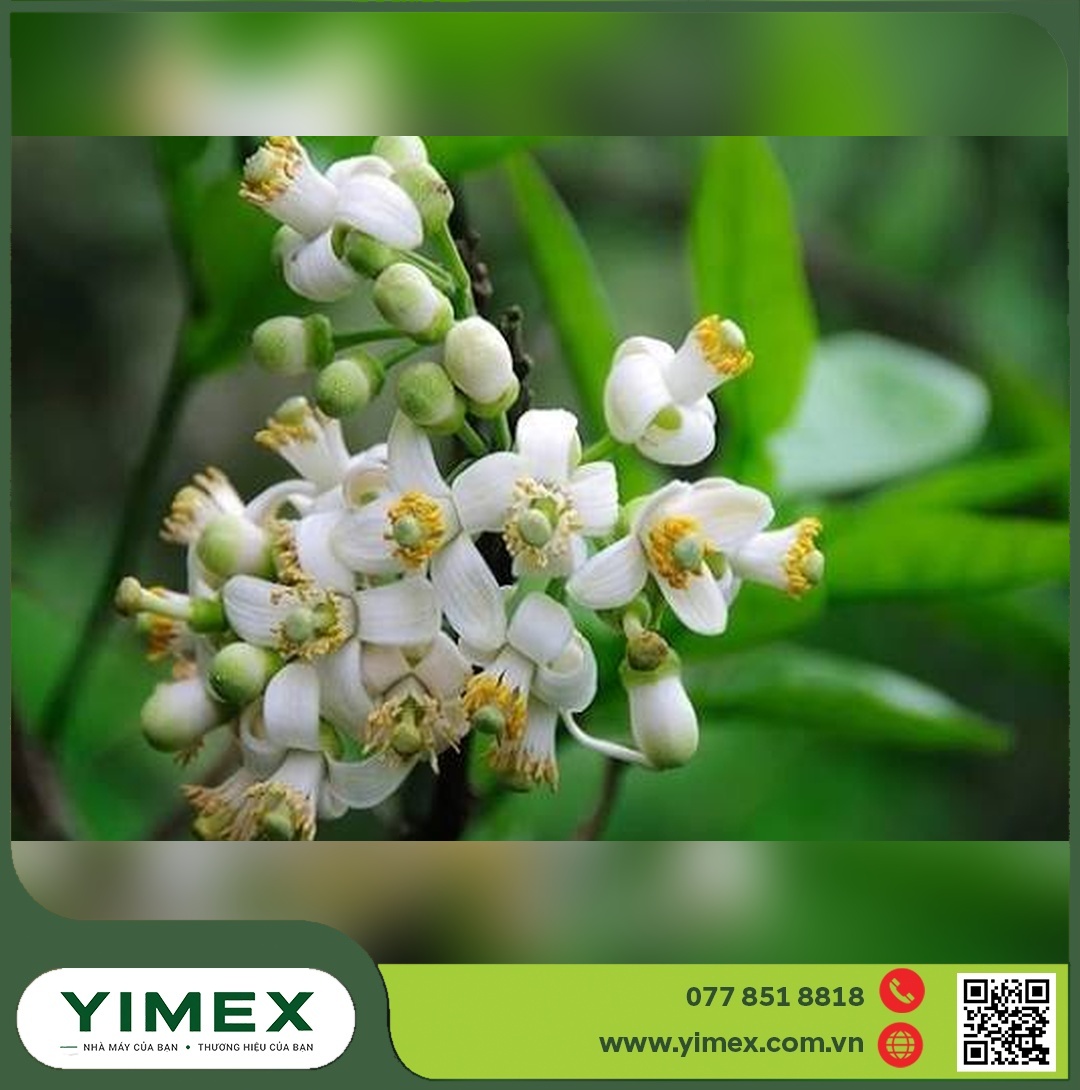 Cận cảnh chùm hoa bưởi nở rộ với nhị vàng