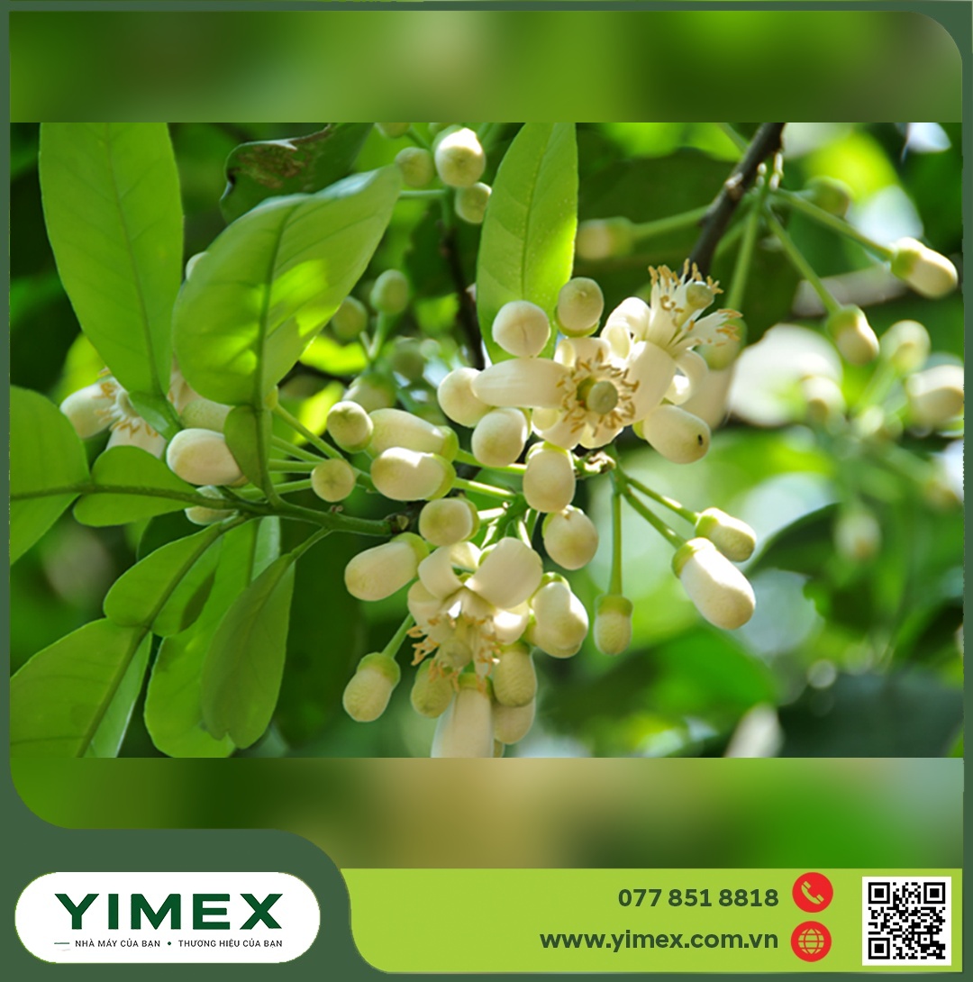 Chùm nụ và hoa bưởi trắng sắp nở trên cành lá xanh