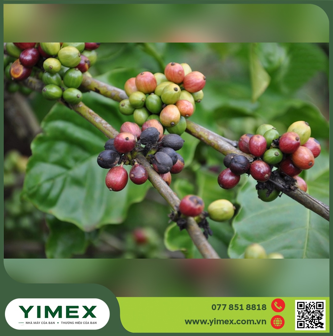 Chùm quả cà phê chín đỏ xen quả đen khô do bệnh khô cành khô quả cà phê