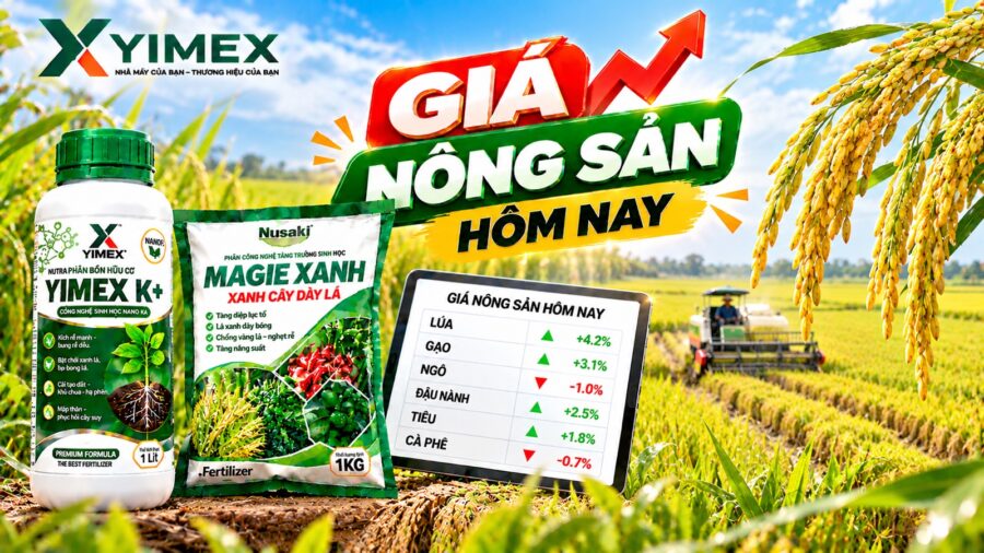 Giá lúa tươi hôm nay — bảng giá lúa gạo ĐBSCL cập nhật cùng Yimex