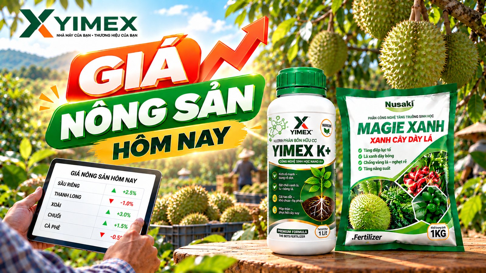 Giá sầu riêng Đắk Lắk hôm nay 11/10/2026 - sầu Thái loại A cơm chuẩn vượt mốc 100.000 đồng