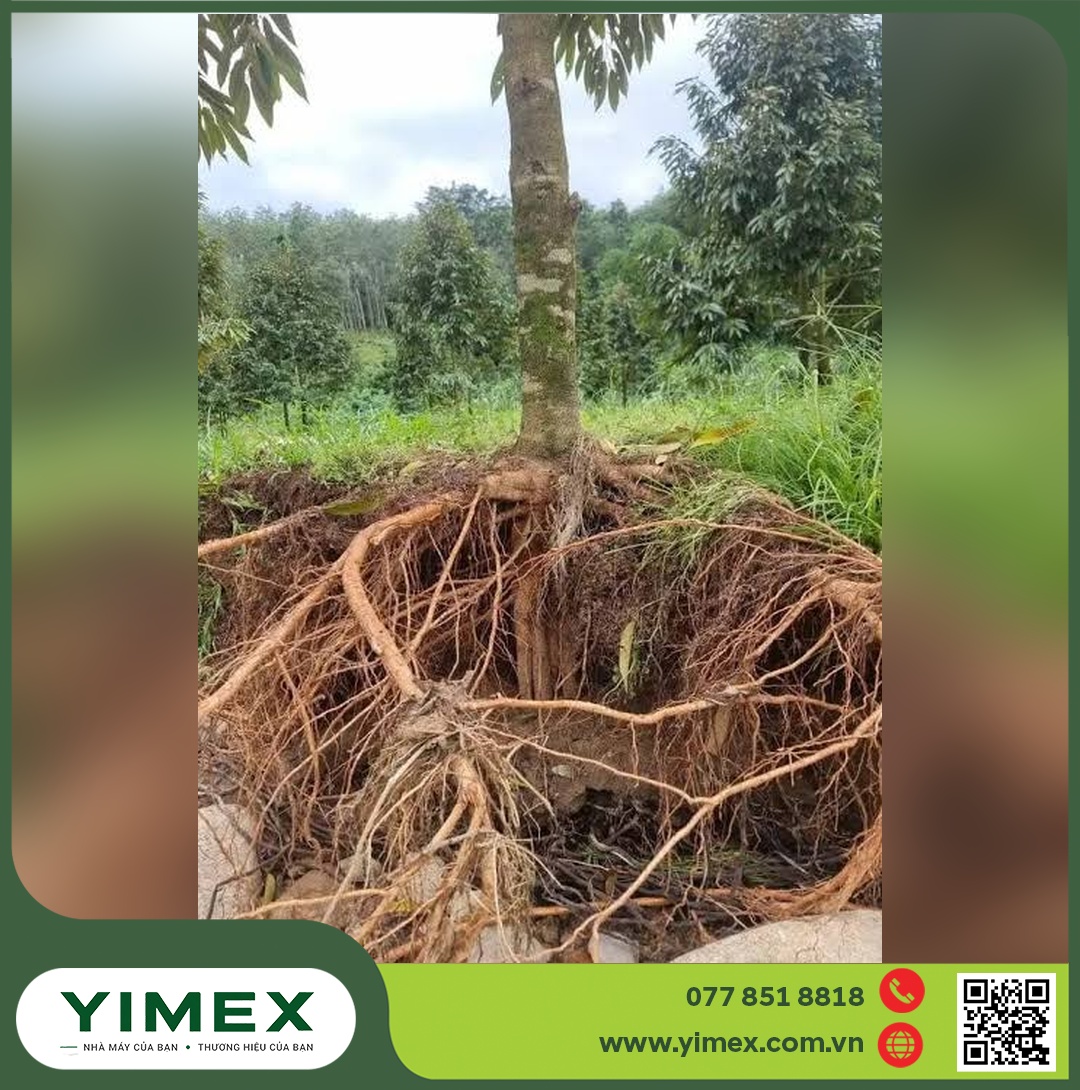 Gốc cây bật rễ lộ bộ rễ ăn nổi, thiếu rễ tơ