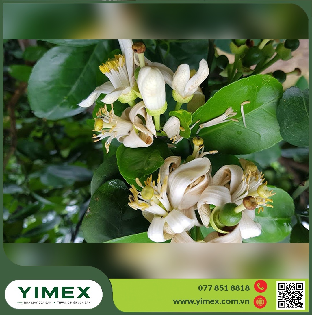 Hoa bưởi đang nở và trái non vừa đậu xen kẽ trên cùng một cành