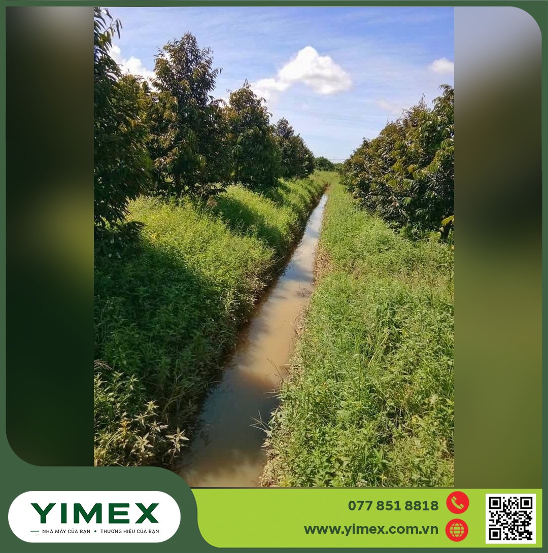 Rãnh thoát nước giữa hai hàng sầu riêng phòng phytophthora
