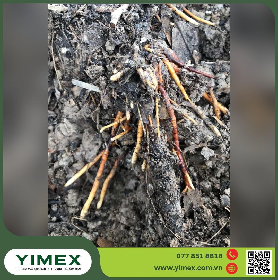 Rễ sầu riêng thối đen trong đất do phytophthora trên sầu riêng