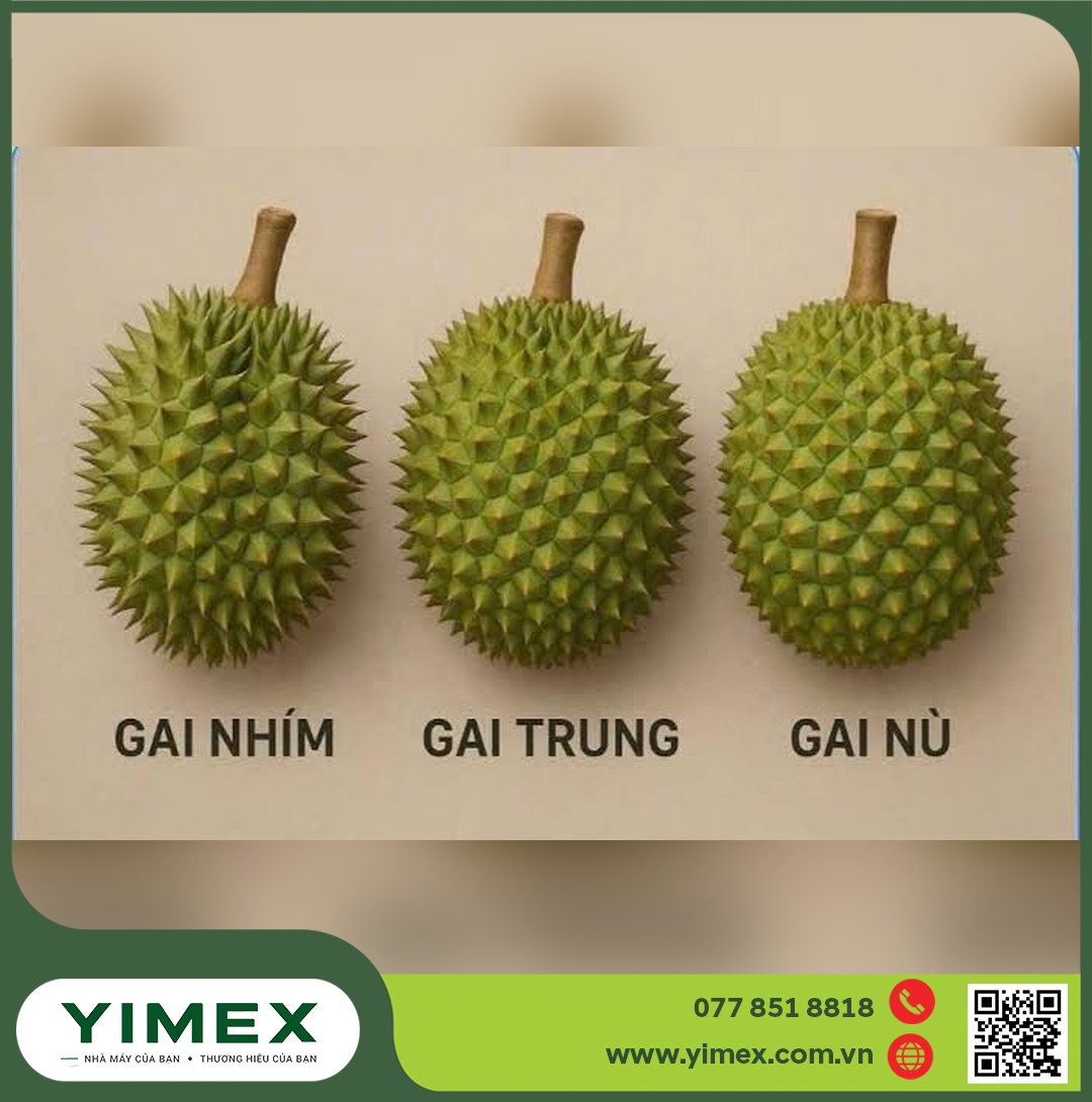 So sánh gai nhím, gai trung và gai nù - cách đọc gai trái sầu riêng khi nuôi trái