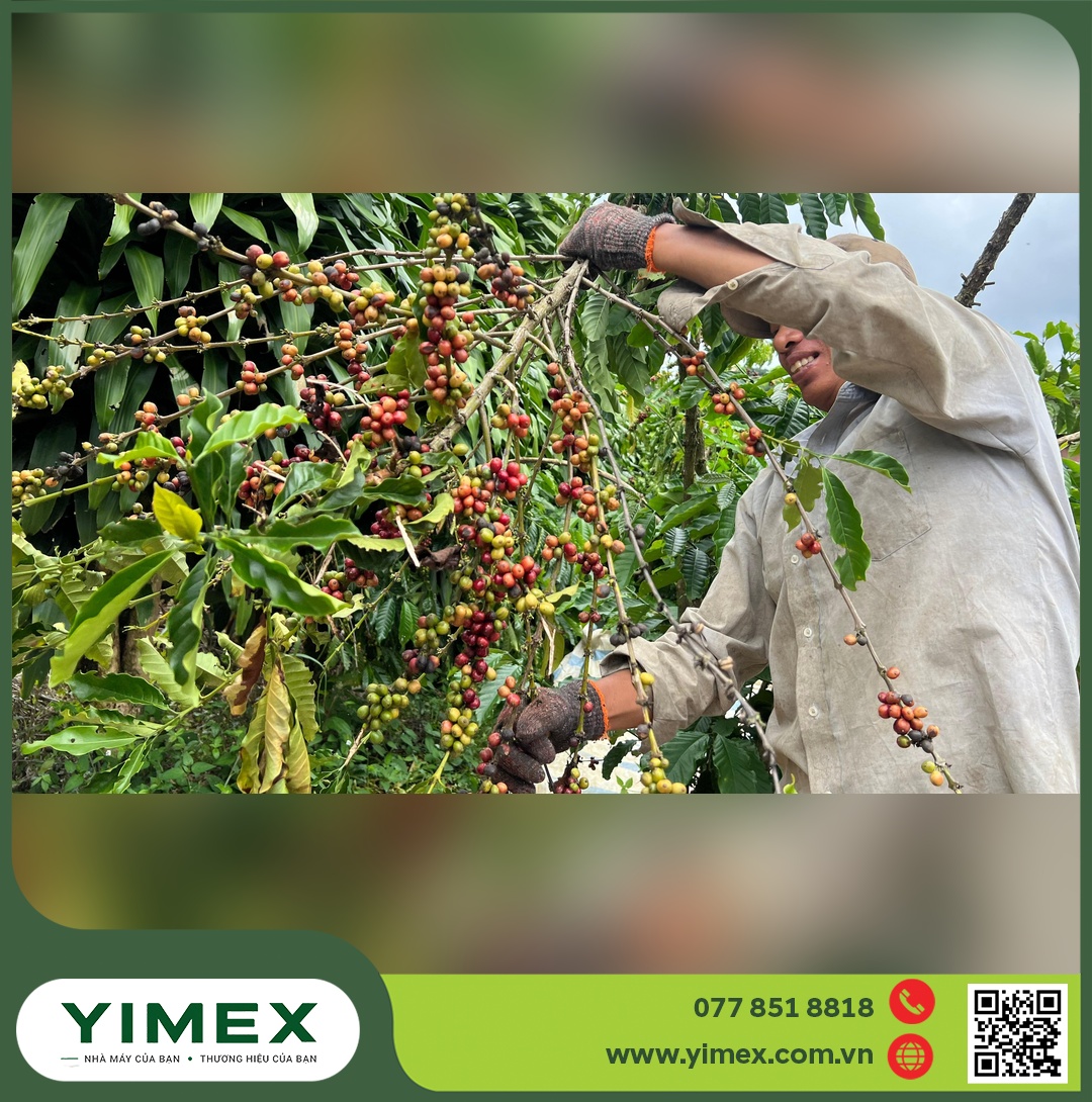 Vườn cà phê chín đỏ — giữ được trái từ giai đoạn trái non quyết định sản lượng cuối vụ