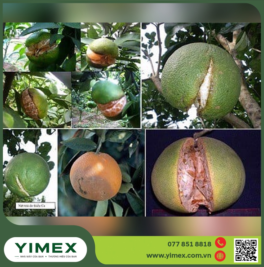 Trái cây có múi bị nứt do thiếu canxi — dinh dưỡng cân đối giúp vườn bưởi khỏe sau đợt sâu vẽ bùa
