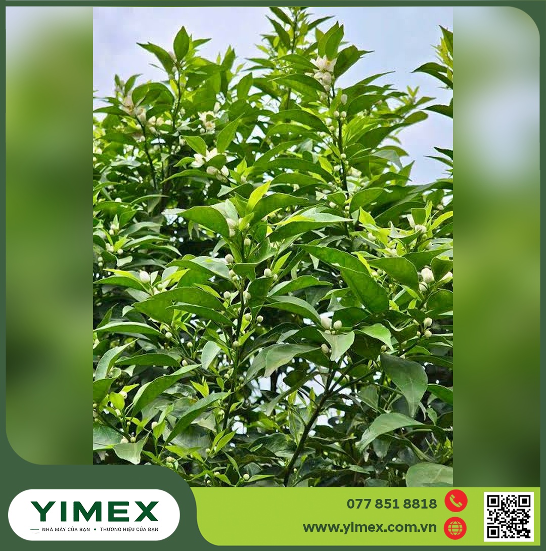 Vườn cây có múi giai đoạn ra hoa trắng, đọt non và hoa cùng xuất hiện trên cành