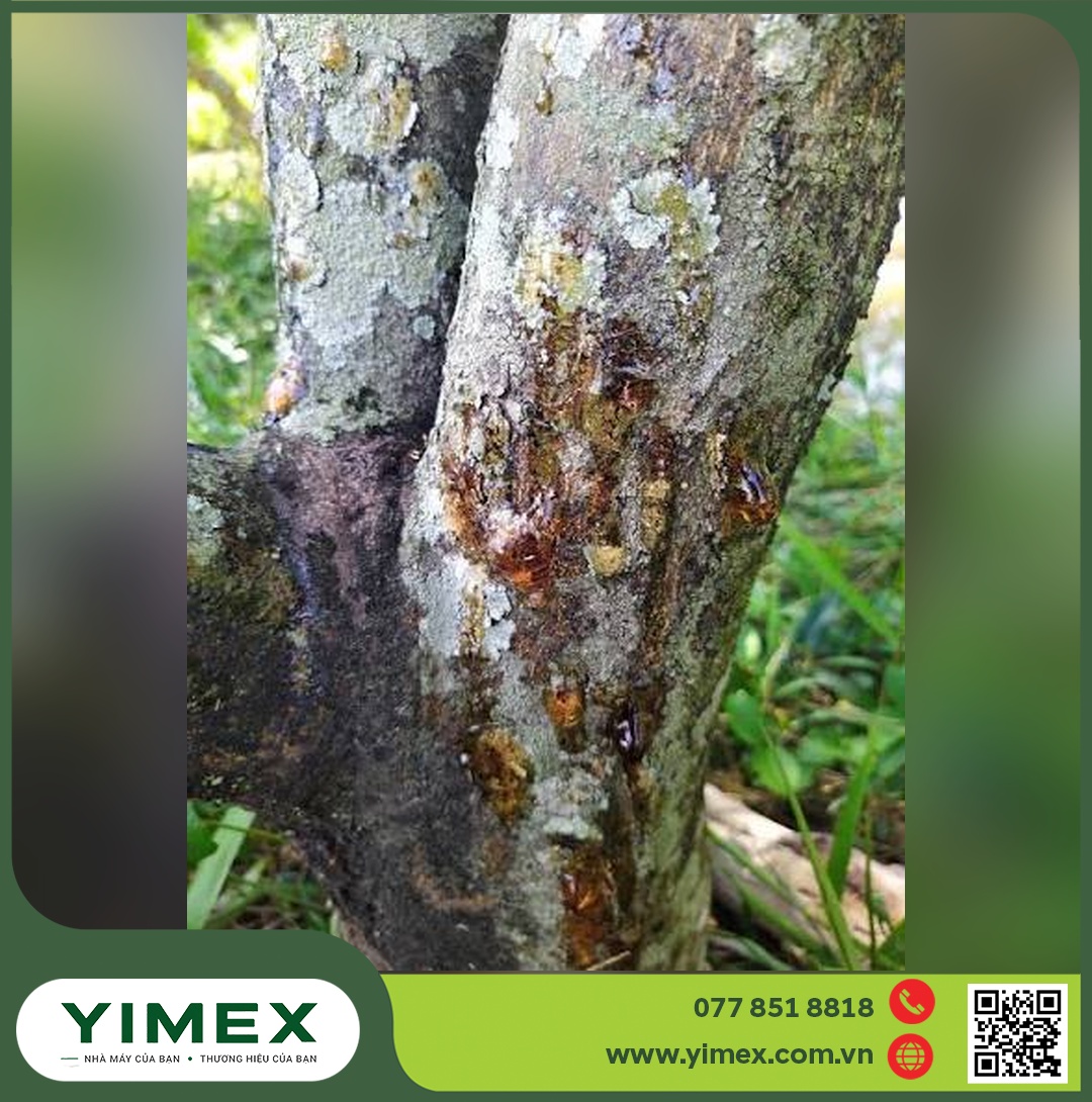 Thân sầu riêng xì mủ chảy nhựa vàng do phytophthora trên sầu riêng